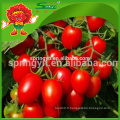 TOMATES DE CHERRY FRAIS